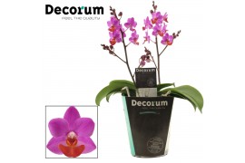 Phalaenopsis paars Table Mystery 2+ tak Decorum