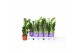 Zamioculcas zamiifolia 3+ veren - 50cm - Bedrukte hoes 