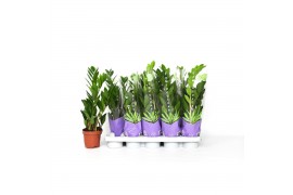 Zamioculcas zamiifolia 3+ veren - 50cm - Bedrukte hoes