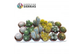 Cactus mix Sierras® - Santiago Cactus Mix (Deluxe)
