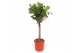 Ficus lyrata stam 