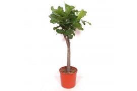 Ficus lyrata stam