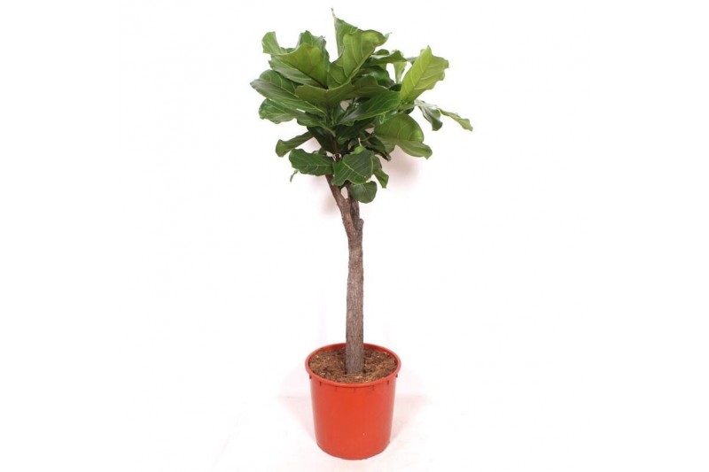 Ficus lyrata stam 