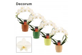 Phalaenopsis wit Phalaenopsis boog wit in Naemi (Natural bubble-collec