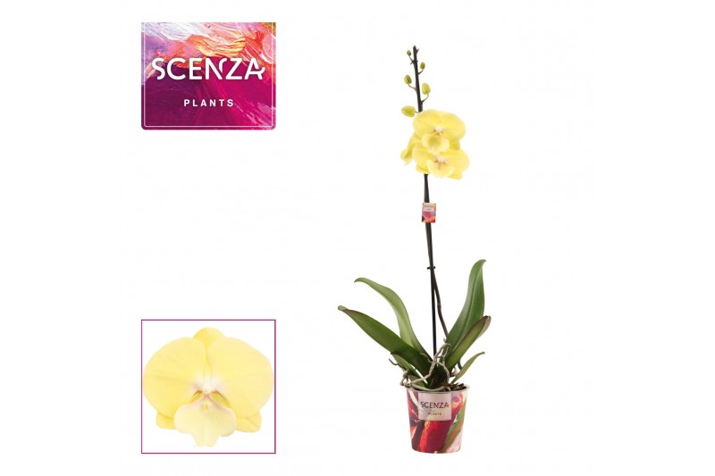 Phalaenopsis geel 1 tak, 6+ bloem - Scenza 