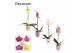 Phalaenopsis mix 1 tak, 9+ bloem - Dua Lipa keramiek - Party Love 