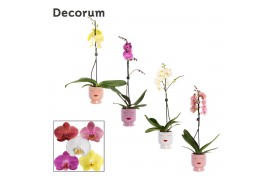 Phalaenopsis mix 1 tak, 9+ bloem - Dua Lipa keramiek - Party Love