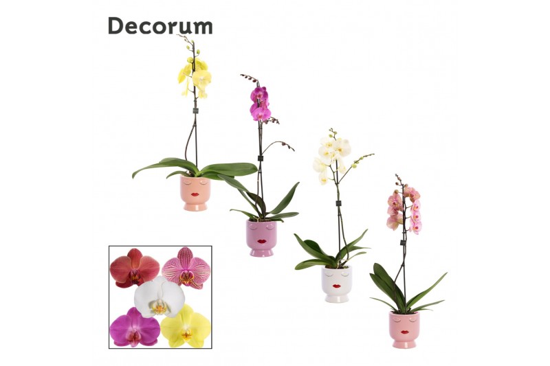 Phalaenopsis mix 1 tak, 9+ bloem - Dua Lipa keramiek - Party Love 