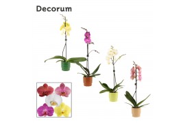 Phalaenopsis mix 1 tak, 9+ bloem - Naemi keramiek - Natural Bubble