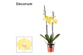 Phalaenopsis geel 2 tak, 18+ bloem - Decorum