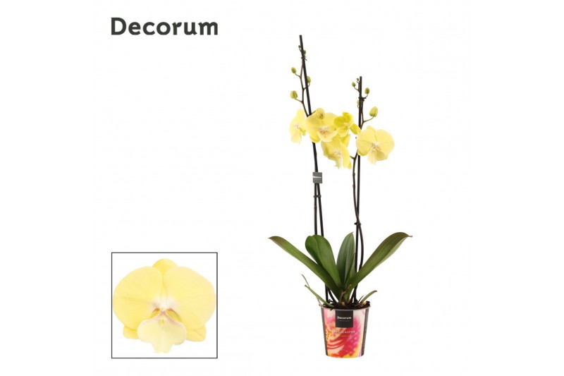 Phalaenopsis geel 2 tak, 18+ bloem - Decorum Phalaenopsis geel 2 tak, 18+ bloem - Decorum
