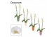 Phalaenopsis anthura madrid 2 tak, 16+ bloem - Carly keramiek - Craft  