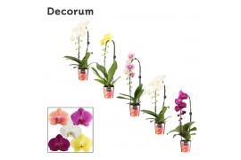 Phalaenopsis mix Cascade - 1 tak, 6+ bloem - Decorum
