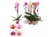 Phalaenopsis mix Cascade - 1 tak, 6+ bloem - Scenza 