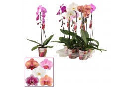 Phalaenopsis mix Cascade - 1 tak, 6+ bloem - Scenza