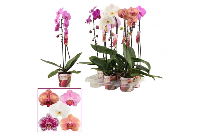 Phalaenopsis mix Cascade - 1 tak, 6+ bloem - Scenza 