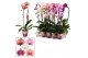 Phalaenopsis mix Cascade - 1 tak, 6+ bloem - Scenza 