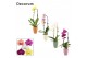 Phalaenopsis mix Cascade - 1 tak, 6+ bloem - Carly keramiek - Craft Wo 