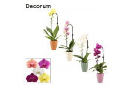 Phalaenopsis mix Cascade - 1 tak, 6+ bloem - Carly keramiek - Craft Wo
