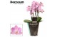 Phalaenopsis multiflora roze Phalaenopsis dazzling Cotton Candy 5+ tak 