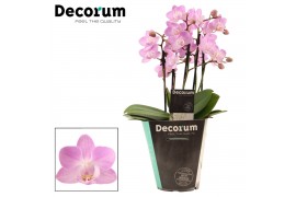 Phalaenopsis multiflora roze Phalaenopsis dazzling Cotton Candy 5+ tak