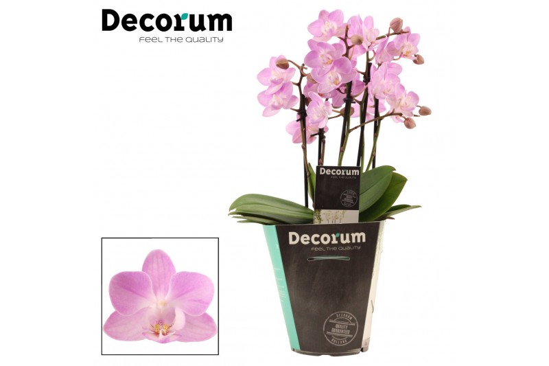 Phalaenopsis multiflora roze Phalaenopsis dazzling Cotton Candy 5+ tak 