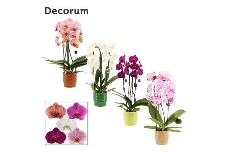 Phalaenopsis mix Phalaenopsis cascade 2 tak mix in Naemi (Natural bubb Phalaenopsis mix Phalaenopsis cascade 2 tak mix in Naemi (Natural bubb