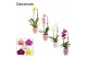 Phalaenopsis mix Cascade - 1 tak, 6+ bloem - Dua Lipa keramiek - Party 