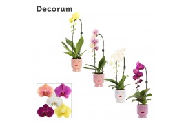 Phalaenopsis mix Cascade - 1 tak, 6+ bloem - Dua Lipa keramiek - Party