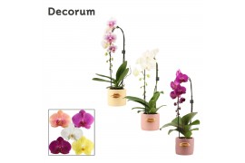 Phalaenopsis mix Cascade - 1 tak, 6+ bloem - Lovely keramiek - Luxury 