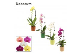 Phalaenopsis mix Phalaenopsis cascade 1 tak mix in Naemi (Natural bubb