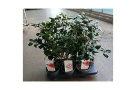 Camelia mix 3 kleuren