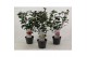 Camelia mix 3 kleuren 