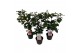 Camelia mix 3 kleuren 