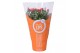 Rosa favourite oranje orange morelips 