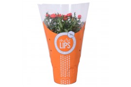 Rosa favourite oranje orange morelips