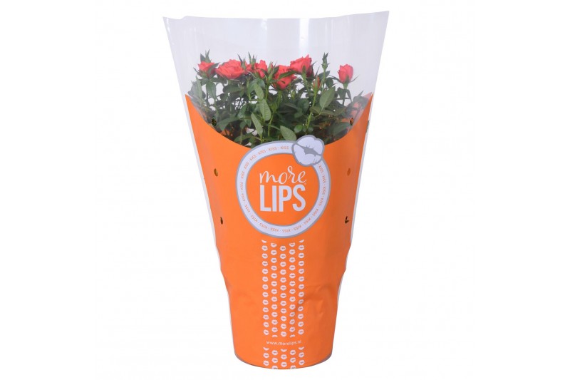 Rosa favourite oranje orange morelips 