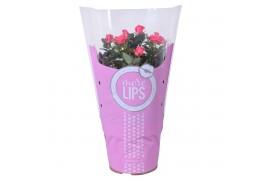 Rosa favourite roze roze + morelips