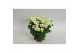 Chrysanthemum ind. sun up lucid 