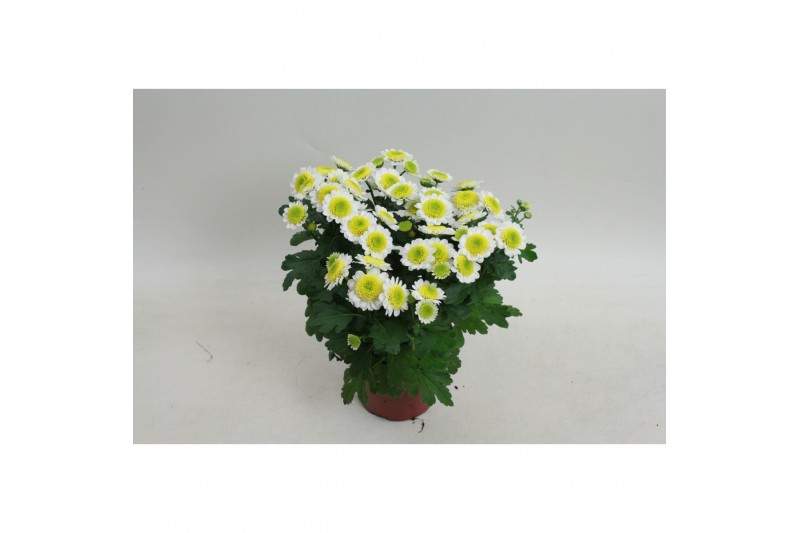 Chrysanthemum ind. sun up lucid 
