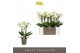 Phalaenopsis multiflora wit Optimost - Zeus - 4 tak 