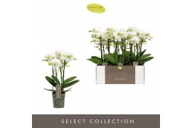 Phalaenopsis multiflora wit Optimost - Zeus - 4 tak