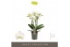 Phalaenopsis multiflora wit Optimost - Zeus - 4 tak 