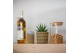 Succulenten mix SuPure® - Succulent mix in Havana 