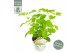Hydrangea arborescens incrediball 