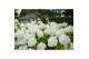 Hydrangea arborescens incrediball 