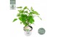 Hydrangea arborescens incrediball 