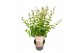 Syringa bloomerang pink perfume 
