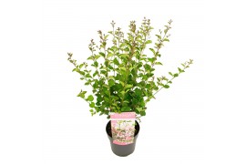 Syringa bloomerang pink perfume