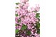 Syringa bloomerang pink perfume 
